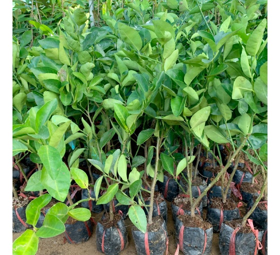 Cây giống Chanh không hạt