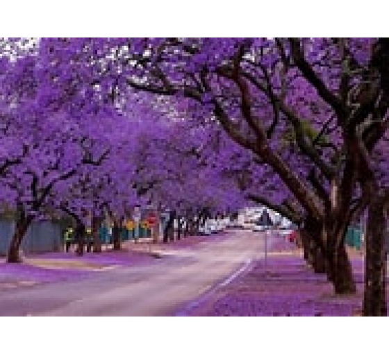  jacaranda(Jacaranda Mimosifolia )