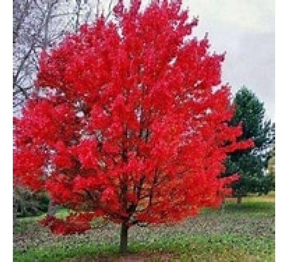 Cây phong đỏ (Acer rubrum)