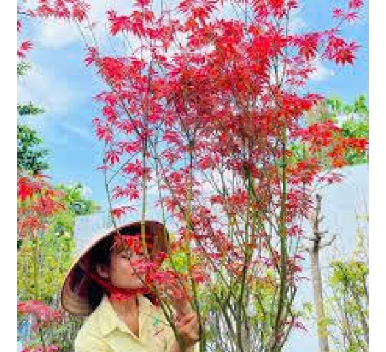 Cây phong Nhật Bản (Acer palmatum)